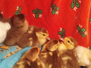 Мускусные утята