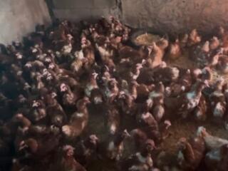 Куры несушки 100р