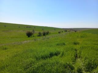 Teren agricol consolidat 5,5 ha!