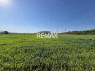 Teren agricol de 24 ari în Ghidighici – aproape de pădure, potrivit pe