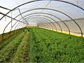 Теплицы, профиль зигзаг пленка в ассортименте, агроволокно арки