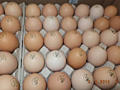 > Инкубационные яйца (маркированные) индюки, Бройлеры, гуси, куры,