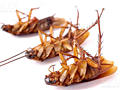 Борьба с постельными клопами, тараканами, блохами, муравьями в ПМР