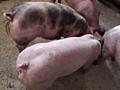 Продам Племенных Поросят 1.5-2 месяца и Супоросных свиноматок (мясная)