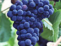 Продам виноград лидия и бычий глаз