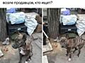 В хорошие руки метис буля, девочка, около года, стерилизована