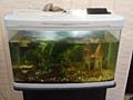 Продам живой аквариум с 3 рыбками 150 литров