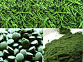 Spirulina Green World, pret de producator!