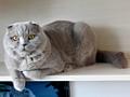 Шотландский вислоухий кот предлагает свои услуги для вязки!
