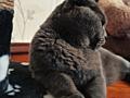 Шотландец вислоухий кот приглашает кошечку на вязку