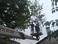 Приедем спилим ваши деревья. Быстро. Качественно. Недорого.