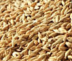 Продам зерно: пшеница, ячмень, кукуруза