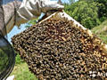 Продам отводки пчёл, пчелосемьи.