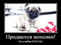 Продаются щенки королевского мопса