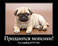 Продаются щенки королевского мопса