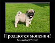 Продаются щенки королевского мопса
