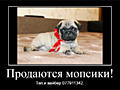 Продаются щенки королевского мопса