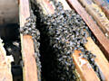 Куплю пчелы. Пчелинные семьи. Улья с пчелами