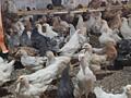 Продам 2.5 месячных цыплят село Малаешты