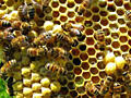 Продам пчёл и мёд