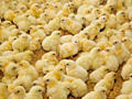 Продаются цыплята мясной породы и яйца для инкубатора