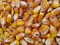 Продам кукурузу 3 руб кг пшеница 3 руб кг ячмень 3.50
