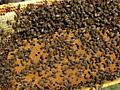 Vind familii de albini/Продаю пчелосемьи, отводки