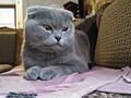 Чистокровный Шотландский кот -вязка