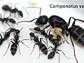 Продаются муравьи и Формикарии для муравьев (формикарии на заказ)