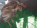 Суточные и 2-месячные цыплята от домашних кур в Тирасполе