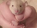 Породистые сиамские крысята Дамбо