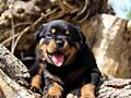 Куплю щенка Ротвейлера