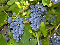 Продам виноград Лидия(черная и белая)