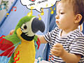 Популярный попугай повторюшка -Parrot Talking