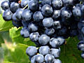 Продам оптом виноград «Молдова»