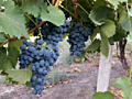 Продам виноград Молдова с. Никольское