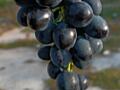 Продам виноград на вино Молдова 5.5 руб.
