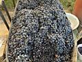 Продам виноград собранный Молдова