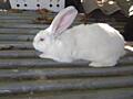 Продам кроликов породы великан Глиное Слободзейский район