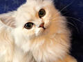 Продается котенок серебристой шиншиллы. Мальчик 5 месяцев. 100$