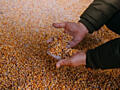 Продается кукуруза, 5 лей(кг) в мешках