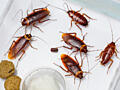 Как бороться с тараканами в квартире, как избавиться от клопов
