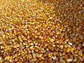 Продам кукурузу, ячмень Возможна доставка Кукуруза 3 рубля, если опт