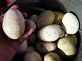 Продам гусиное яйцо