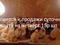 Готовятся к продаже к четвергу суточные цыплята от домашних кур