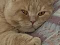 Вязка-шотландский вислоухий кот