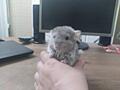 Породистые шиншиллы