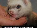 Хорьки в продаже/Зоопарк Тирасполь