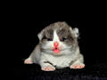 Scottish Fold/straight шотландские котята