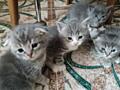 Продам шотландских котят